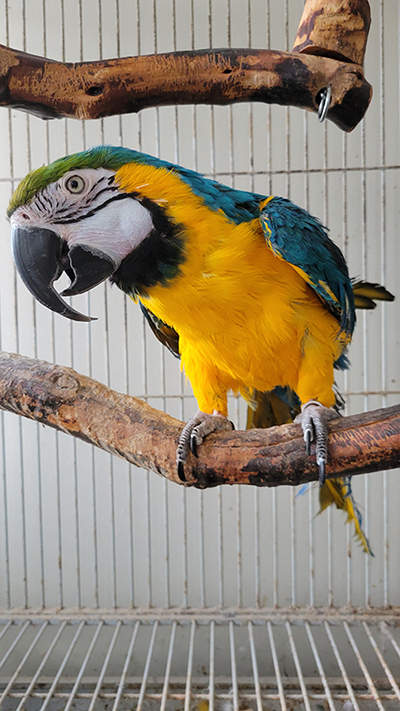 Taco, a Adoptable Macaw in North Babylon, NY image 2/4