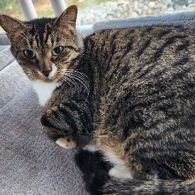 Enlarge Nougat, a Adoptable mixed breed in Lancaster, VA image 1/2