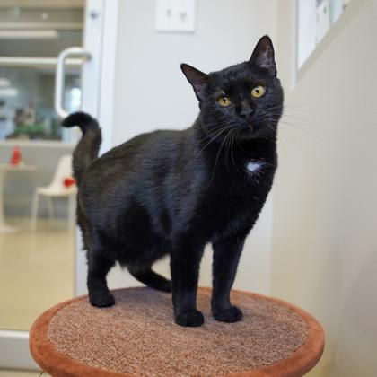M&M, Adoptable, Adult Female Domestic Short Hair.