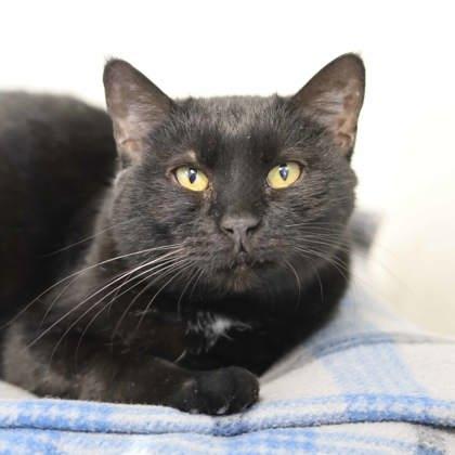 Enlarge M&M, a Adoptable mixed breed in Atlanta, GA image 3/3