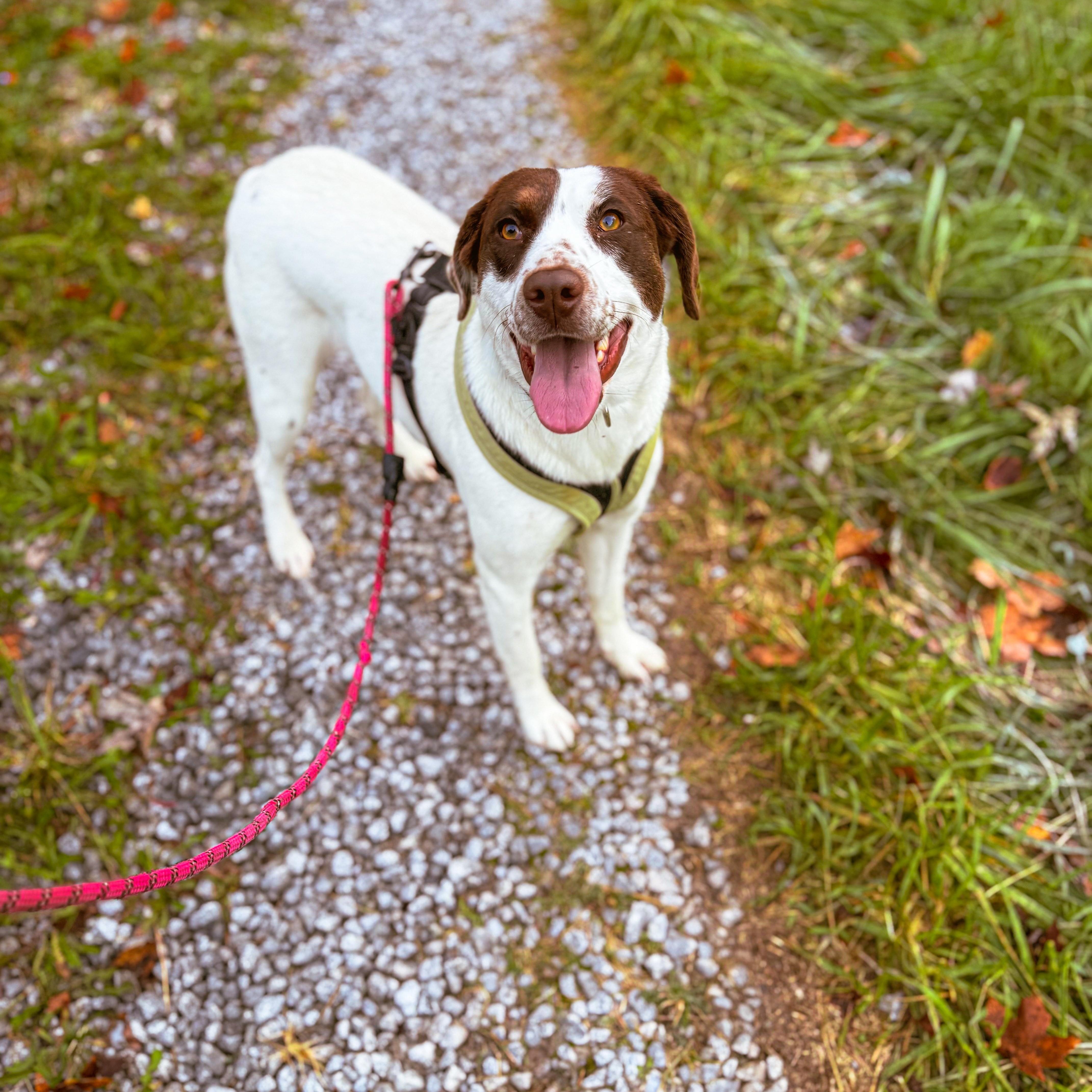 Ruby, a Adoptable mixed breed in Junction City, KY image 3/3