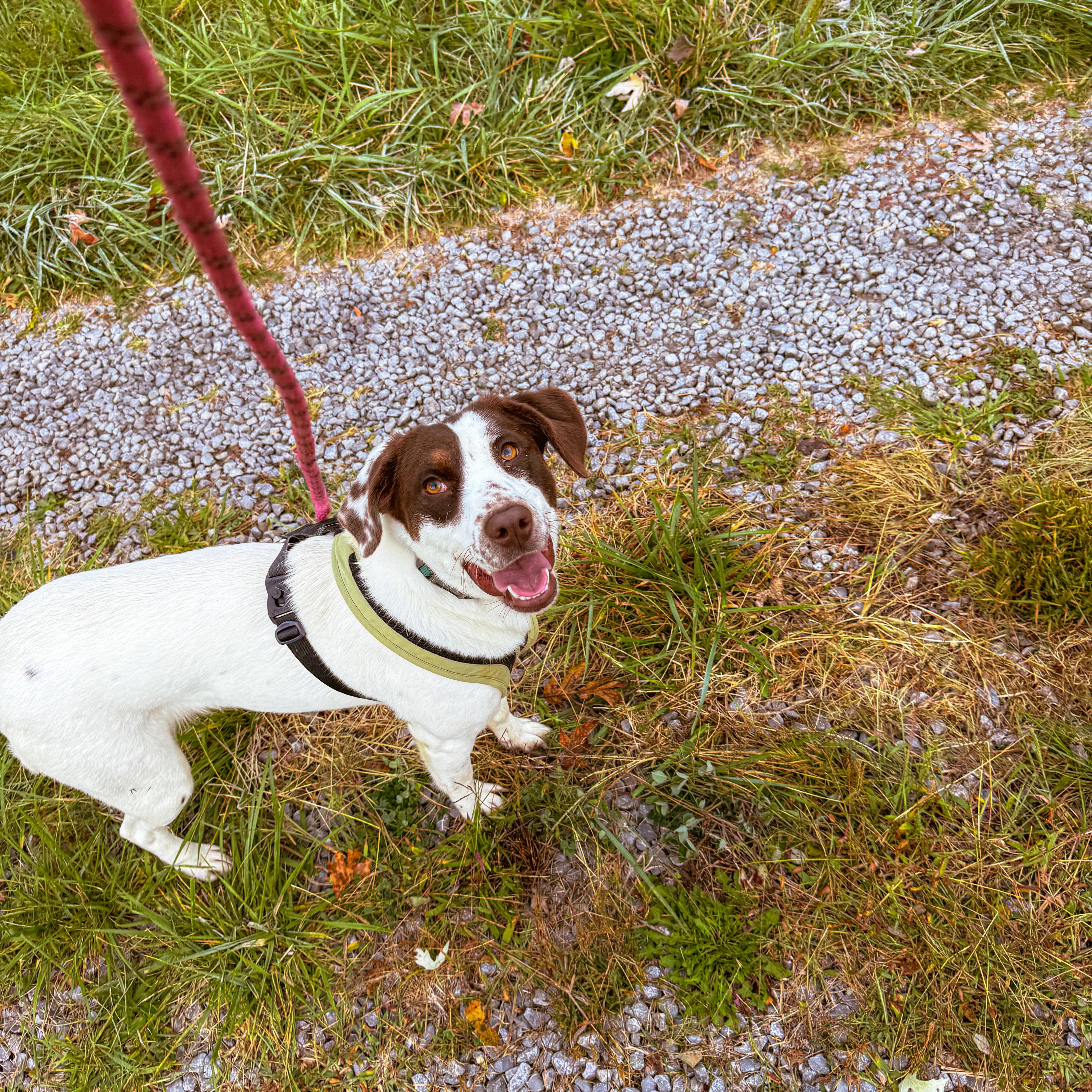 Ruby, a Adoptable mixed breed in Junction City, KY image 1/3