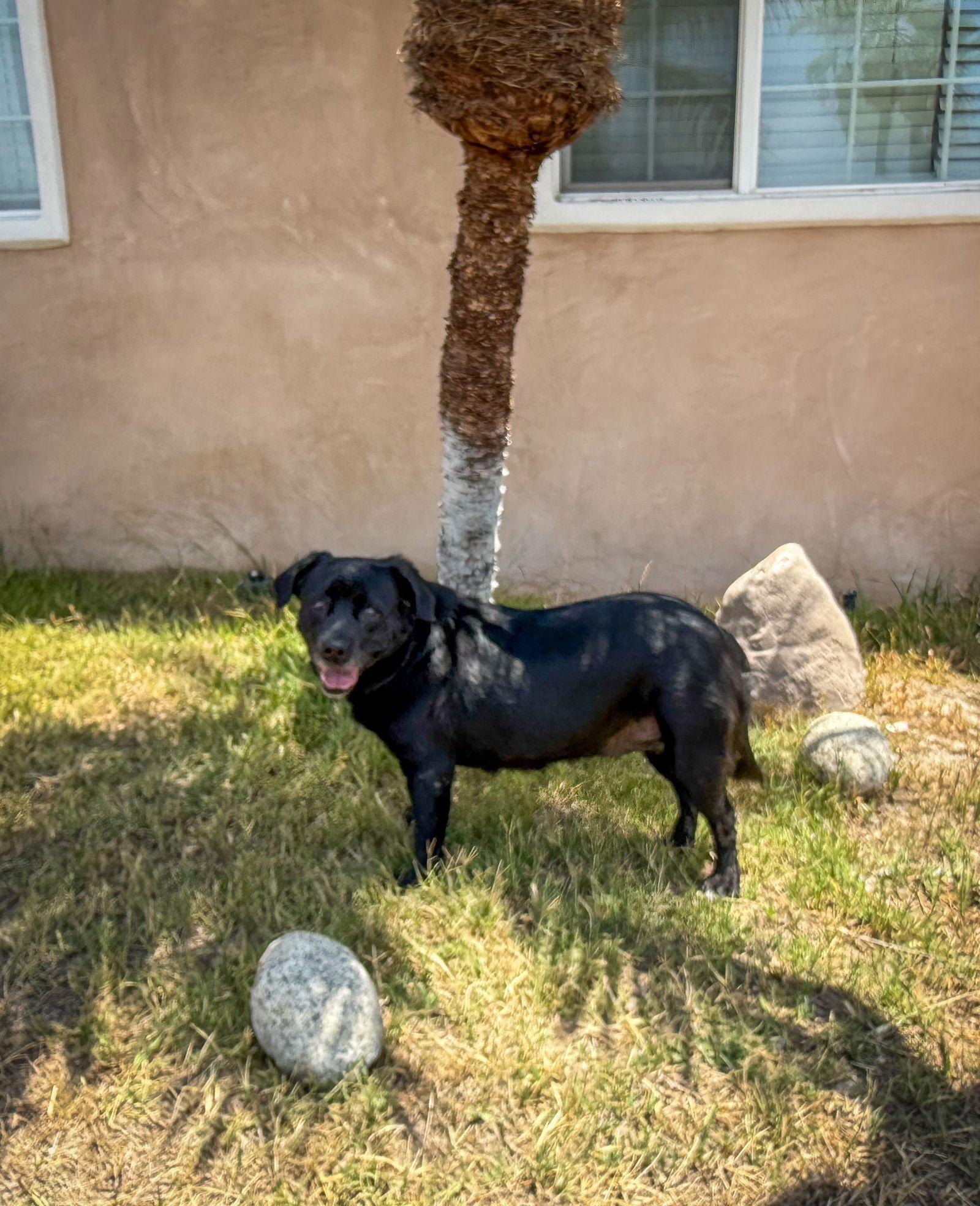Magdalina, Adoptable, Senior Female Labrador Retriever.