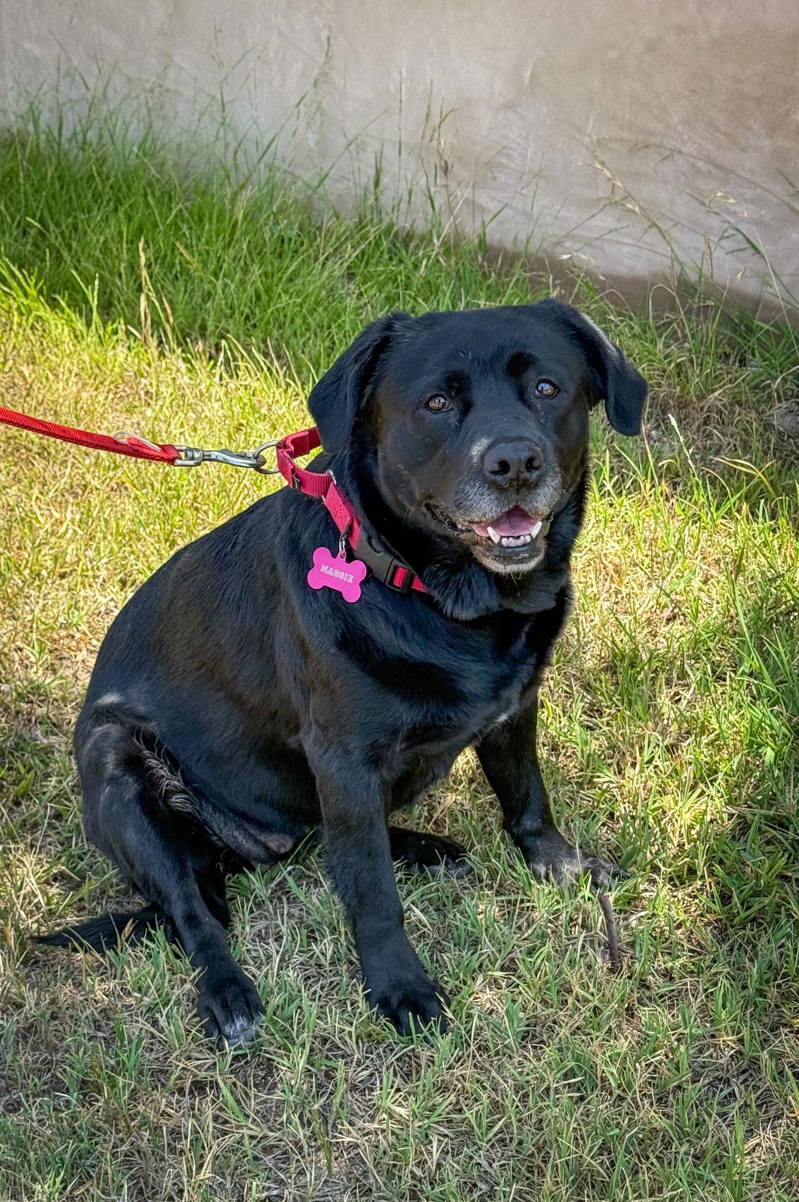 Magdalina, a Adoptable Labrador Retriever in San Diego, CA image 2/3