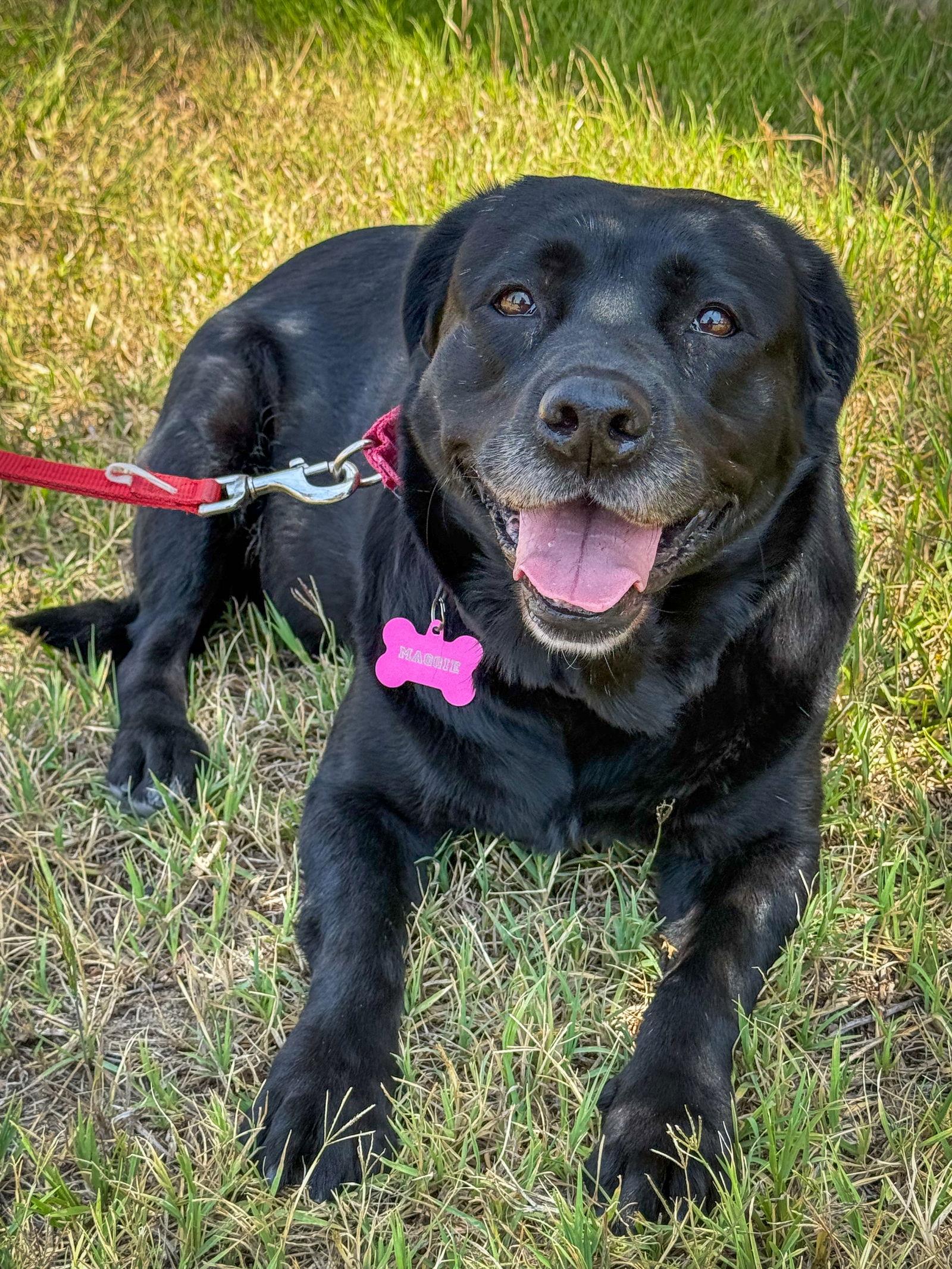 Magdalina, a Adoptable Labrador Retriever in San Diego, CA image 3/3