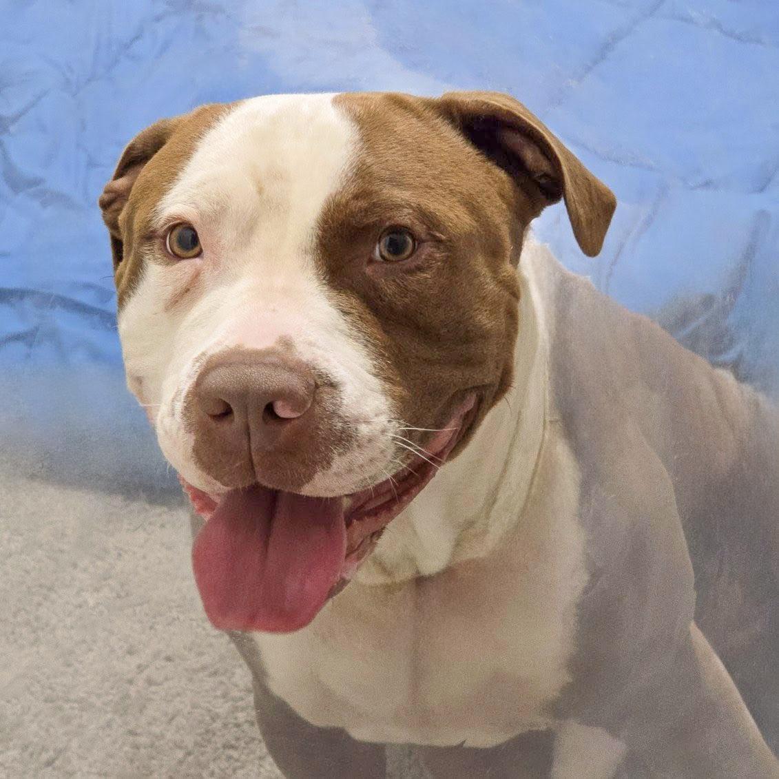 ROSS- Needs a forever home!