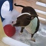 ROSS- Needs a forever home! — thumbnail 2