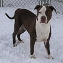 ROSS- Needs a forever home! — thumbnail 3