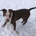 ROSS- Needs a forever home! — thumbnail 4