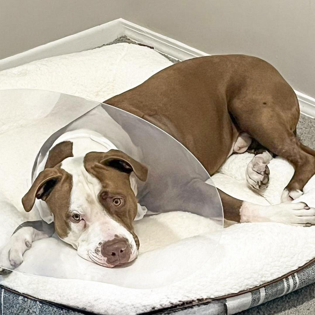 ROSS- Needs a forever home! — thumbnail 5