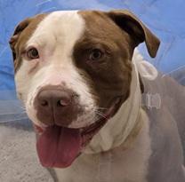 Ross- Needs a forever home!