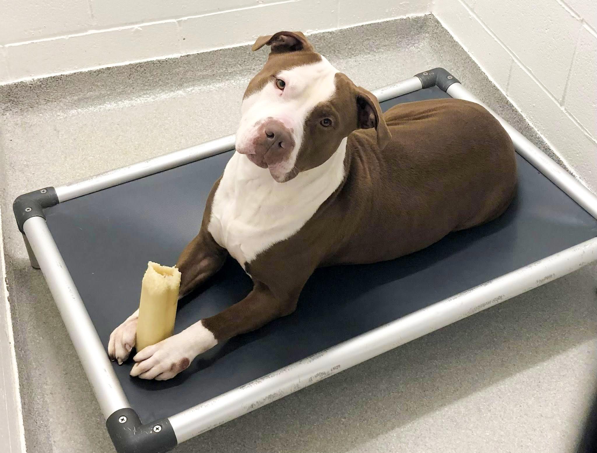 ROSS- Needs a forever home! — thumbnail 6