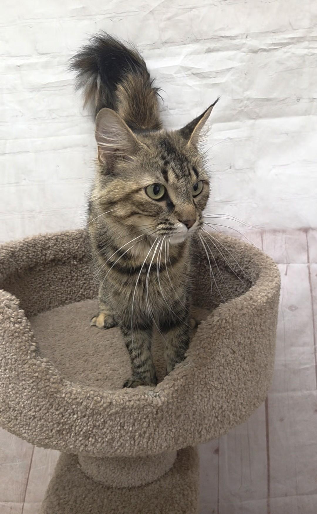 Farrah, a ADOPTABLE Domestic Medium Hair in Red Wing, MN image 3/5