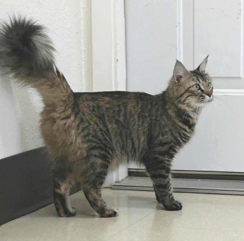 Farrah, a ADOPTABLE Domestic Medium Hair in Red Wing, MN image 4/5