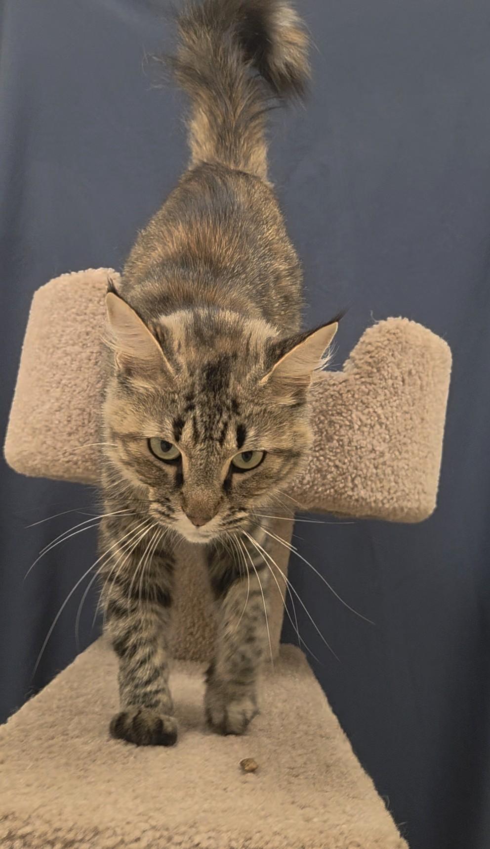 Farrah, a ADOPTABLE Domestic Medium Hair in Red Wing, MN image 2/5