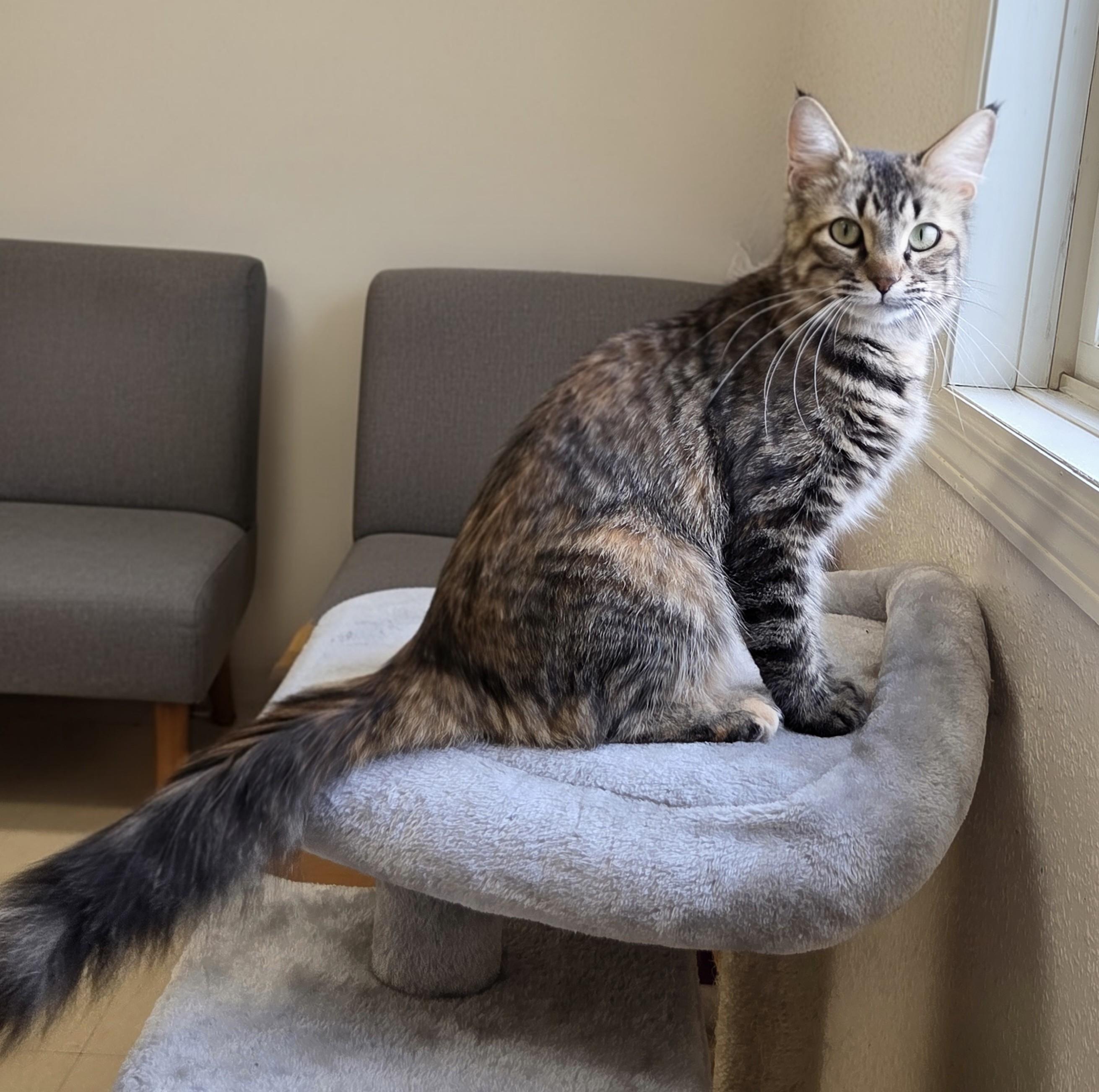Farrah, a ADOPTABLE Domestic Medium Hair in Red Wing, MN image 1/5