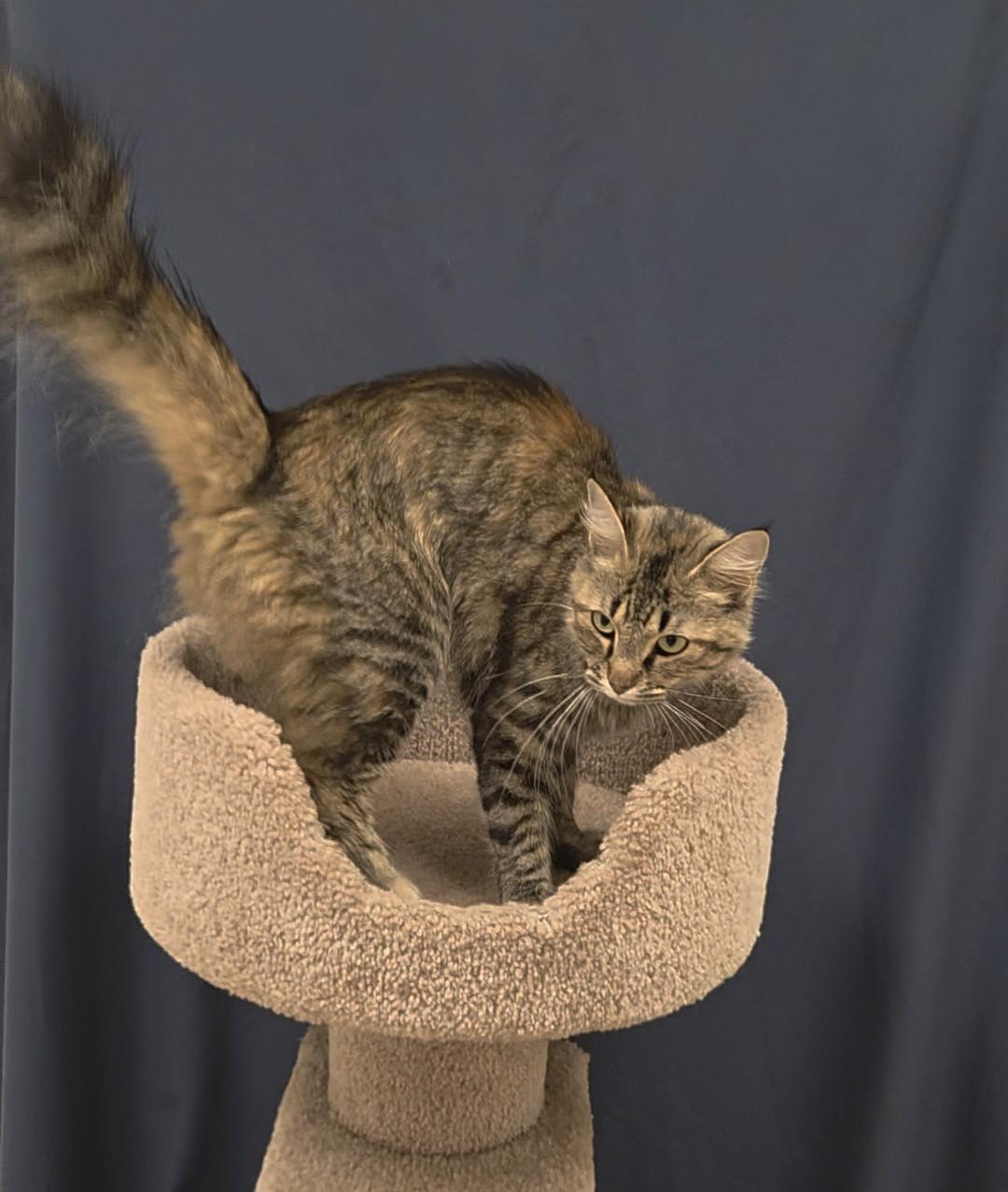 Farrah, a ADOPTABLE Domestic Medium Hair in Red Wing, MN image 5/5