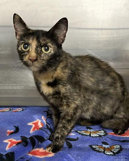 Snickers @ PetSmart in Athens, GA, Adoptable, Adult Female Tortoiseshell.