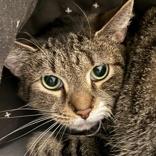 Styles, ADOPTABLE, Adult Male Domestic Short Hair.