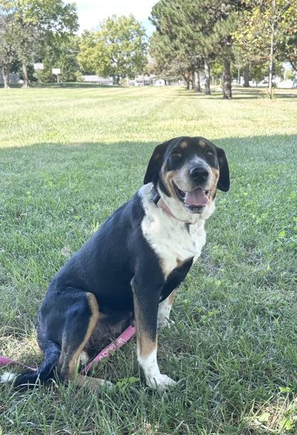 Enlarge S`mores, a Adoptable mixed breed in Kansas City, MO image 1/1