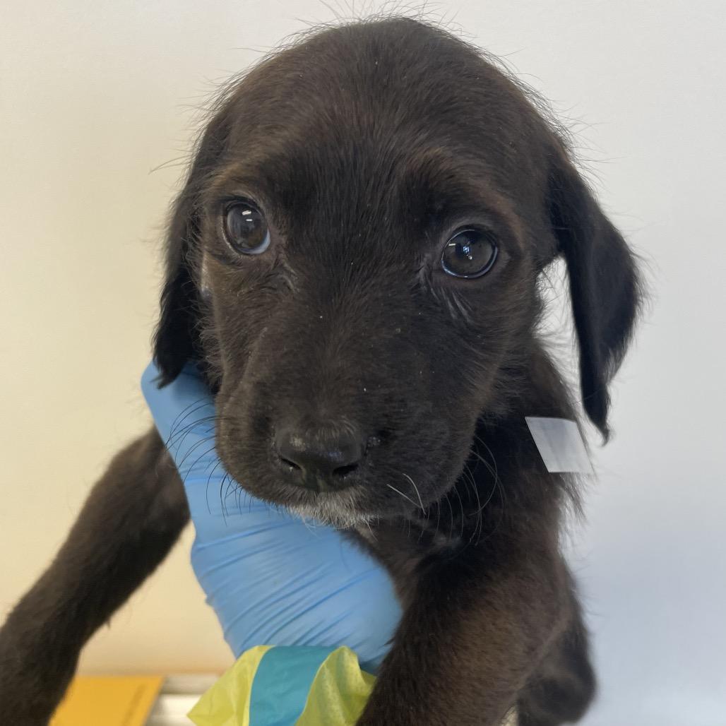 Daisy Lou, Adoptable, Puppy Female Spaniel & Terrier.