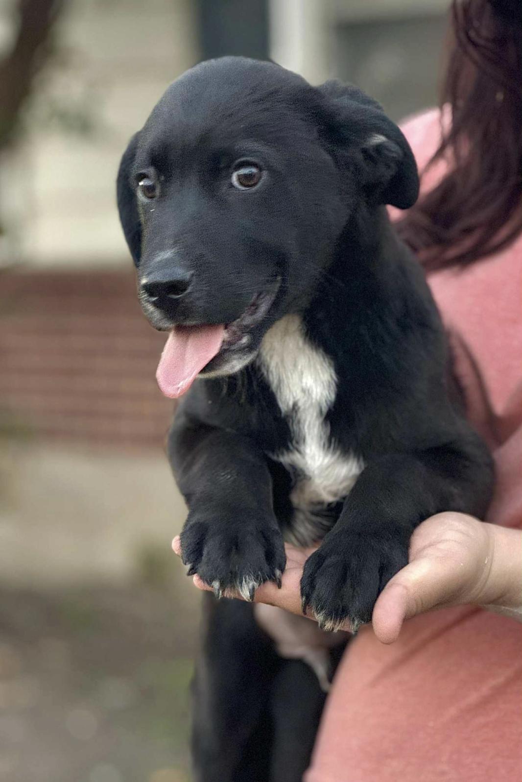 Cosmo — thumbnail 6