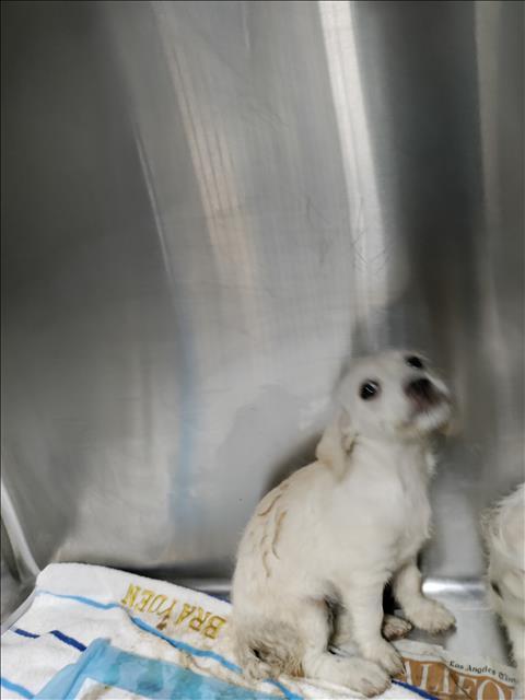 Enlarge Amelia, an adopted mixed breed in Los Angeles, CA image 1/1