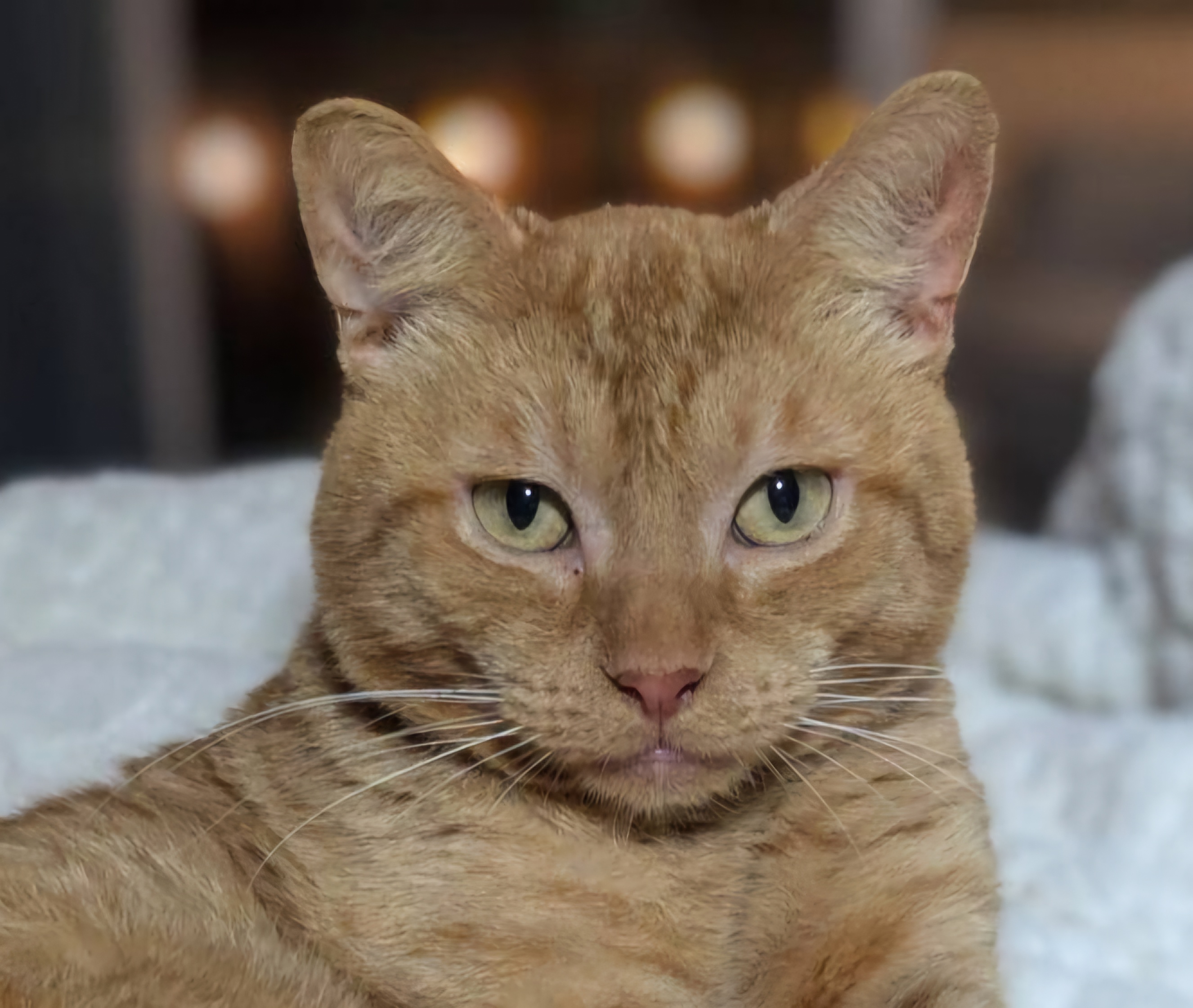 Rusty (Sweetheart)