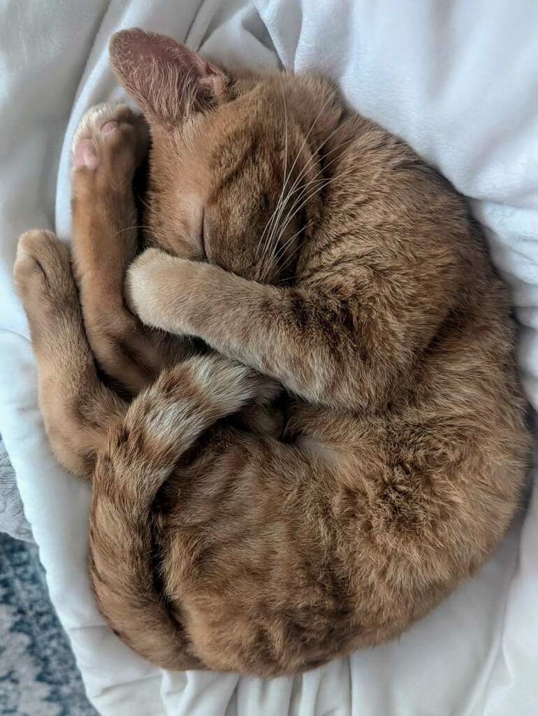 Rusty (Sweetheart)
