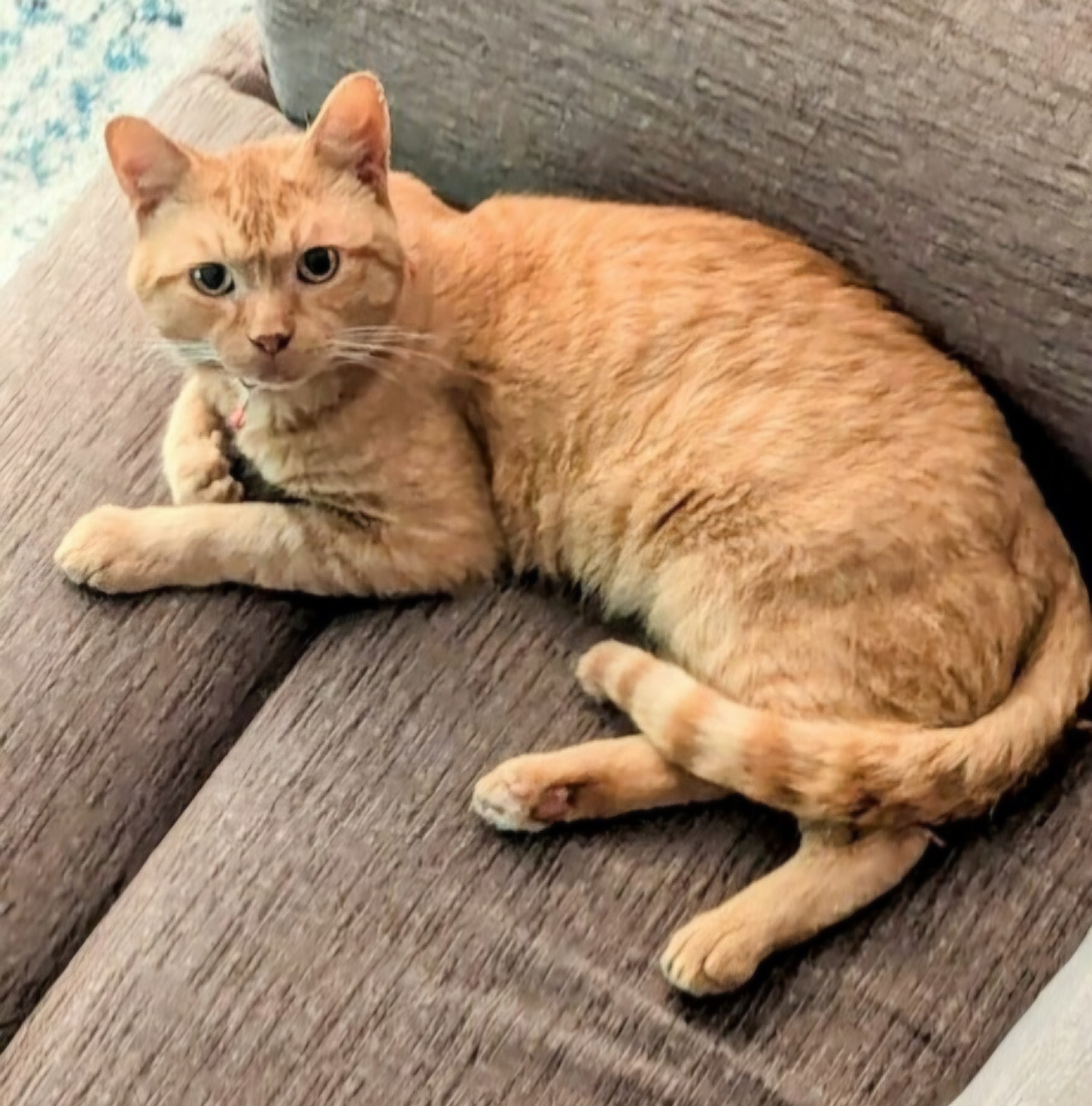 Rusty (Sweetheart)