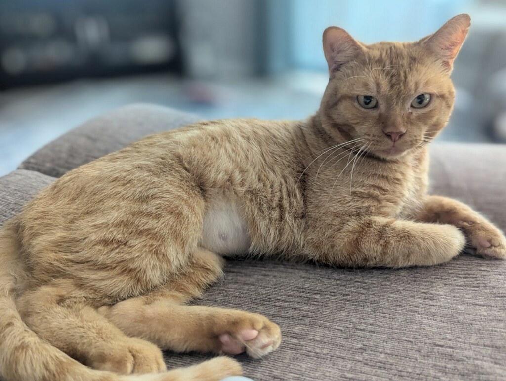 Rusty (Sweetheart)