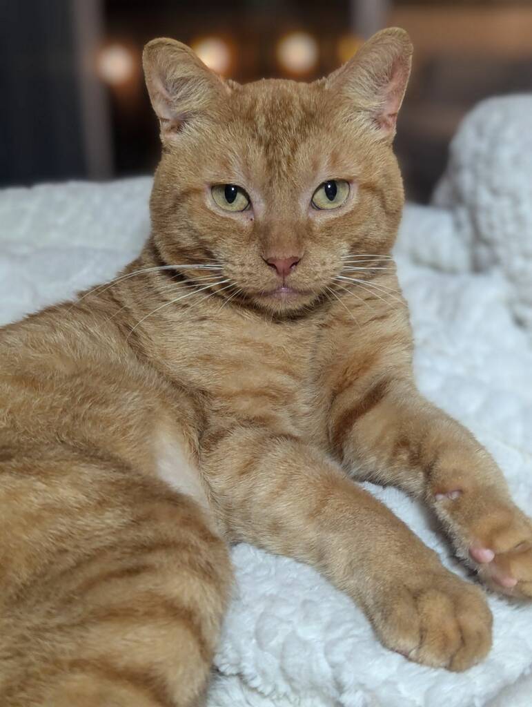Rusty (Sweetheart)