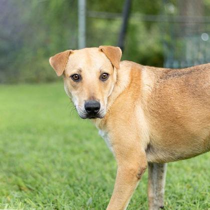 Chuck, Adoptable, Adult Male Labrador Retriever & Mixed Breed.