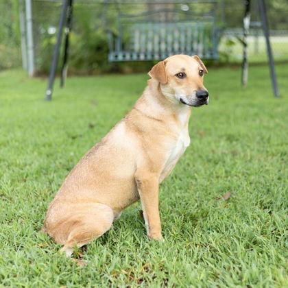 Chuck, a Adoptable mixed breed in Tyler, TX image 2/4