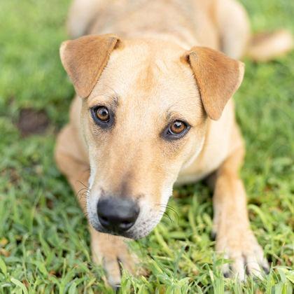 Chuck, a Adoptable mixed breed in Tyler, TX image 3/4
