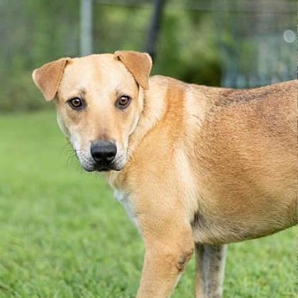 Chuck, a Adoptable mixed breed in Tyler, TX image 4/4