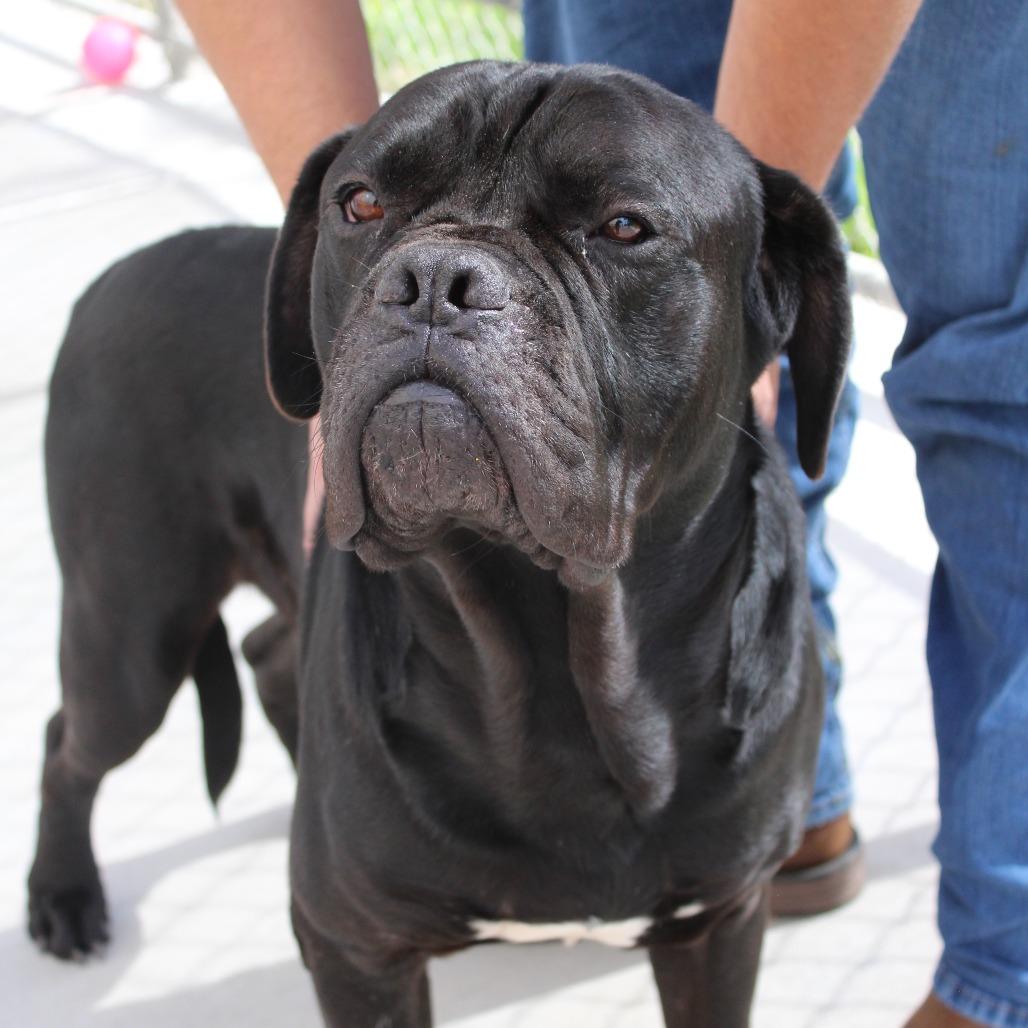 Magnus, Adoptable, Adult Male Cane Corso.