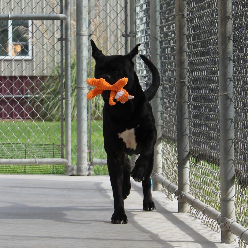 Enlarge Magnus, a Adoptable Cane Corso in McPherson, KS image 2/6