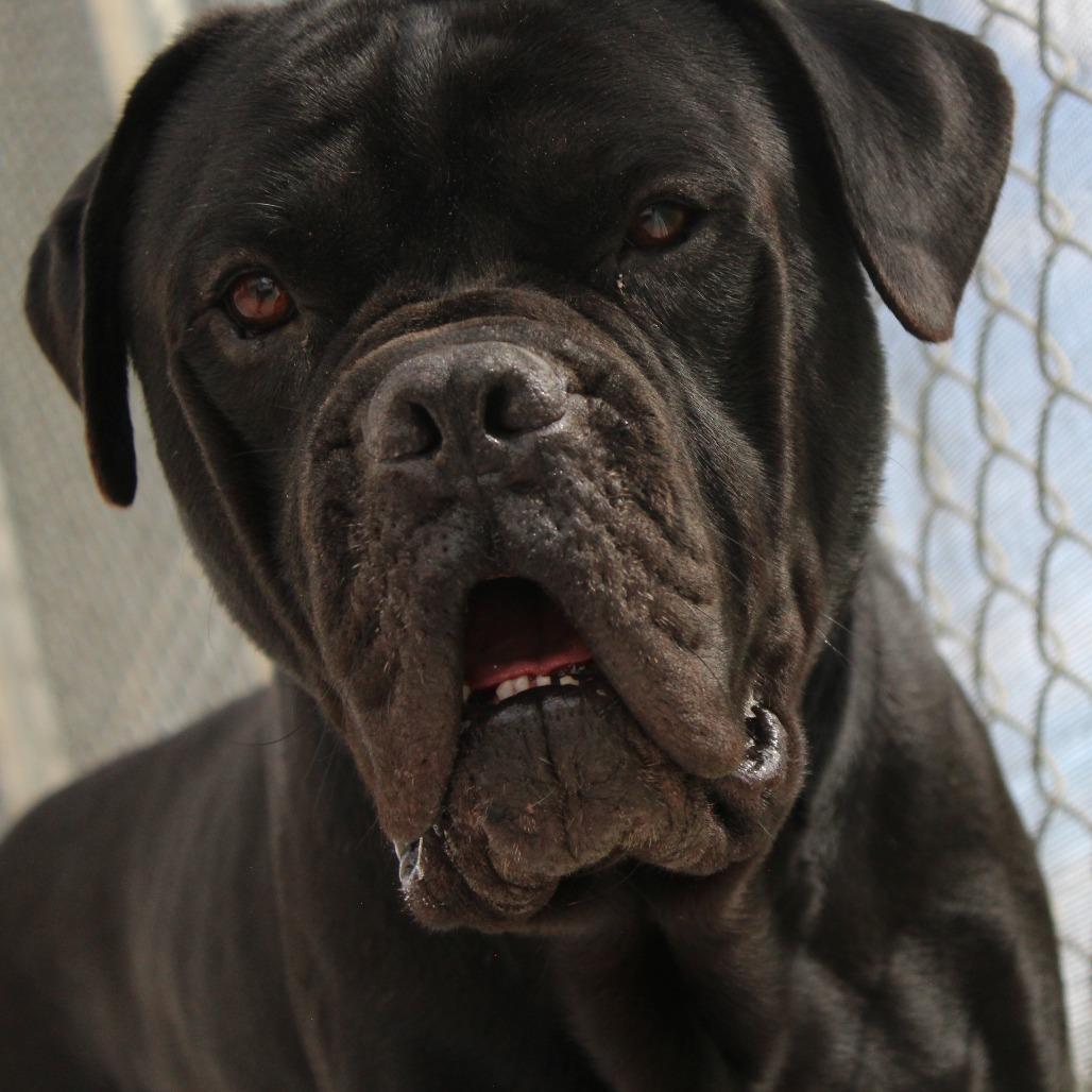 Enlarge Magnus, a Adoptable Cane Corso in McPherson, KS image 3/6