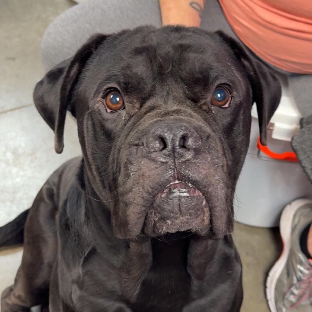 Enlarge Magnus, a Adoptable Cane Corso in McPherson, KS image 4/6