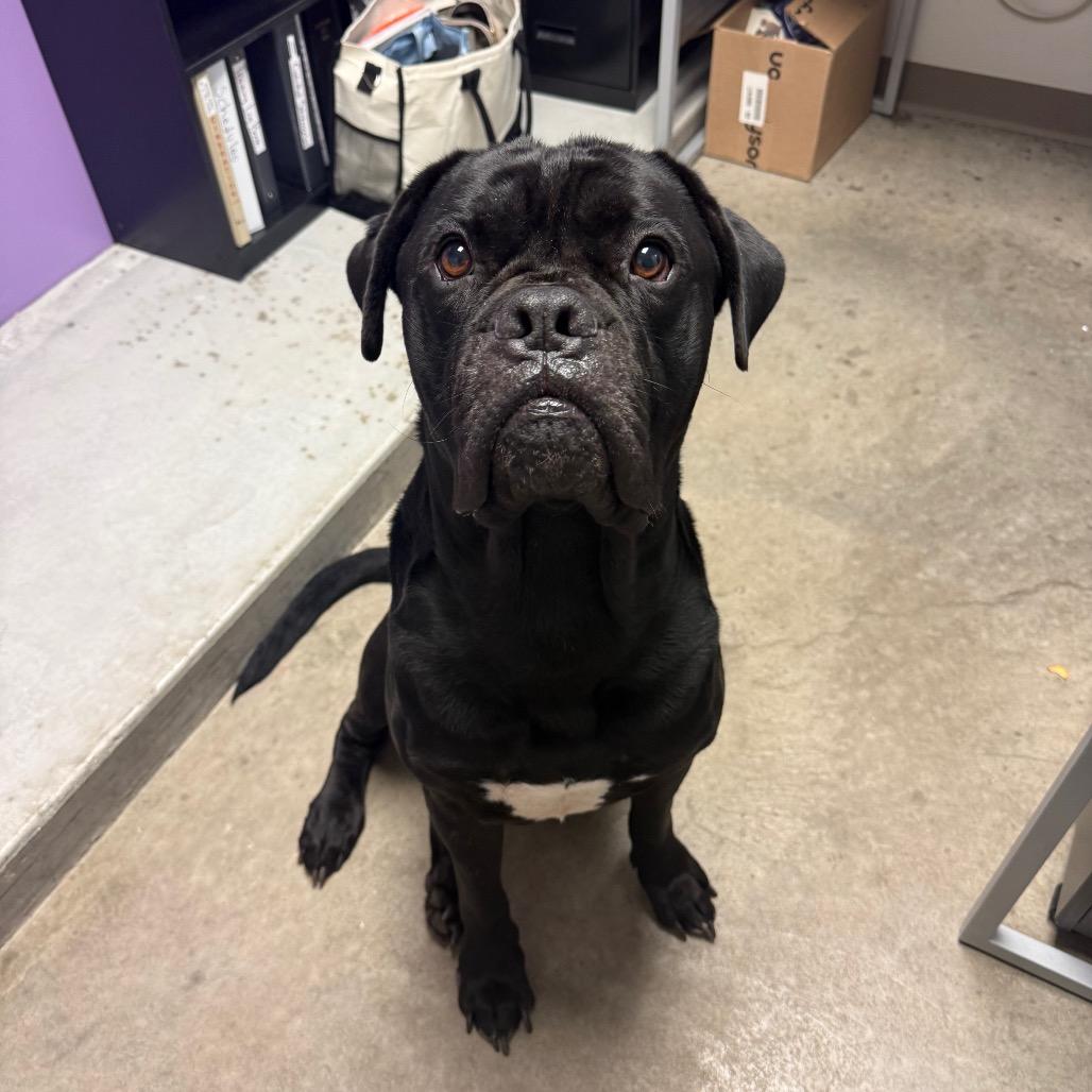 Enlarge Magnus, a Adoptable Cane Corso in McPherson, KS image 5/6