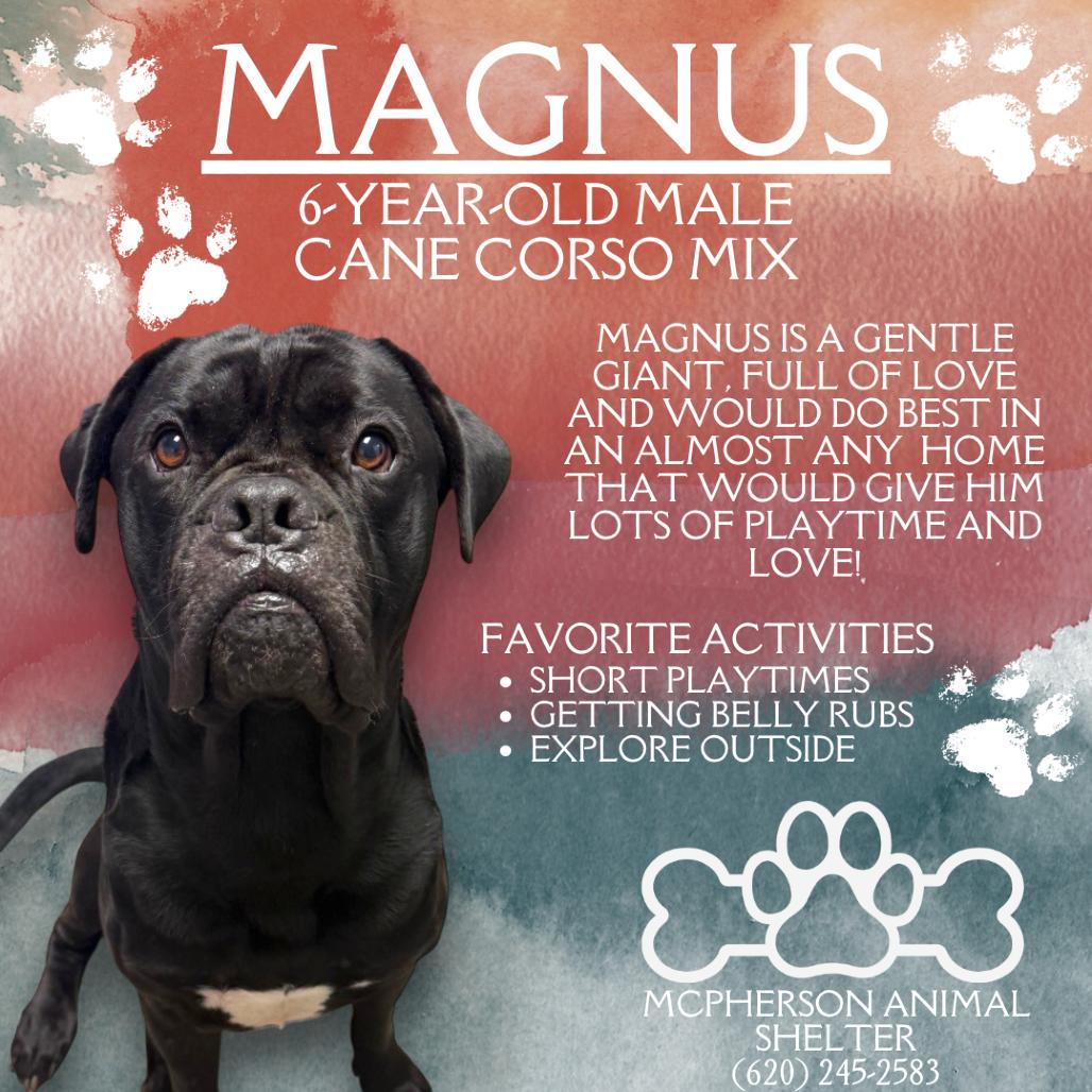 Enlarge Magnus, a Adoptable Cane Corso in McPherson, KS image 6/6