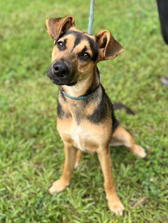 Arlo, Adoptable, Young Male German Shepherd Dog & Rat Terrier.