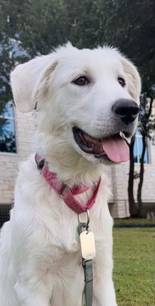 Lucy (Puppy), Adopted, Puppy Female Great Pyrenees.