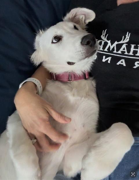 Lucy (Puppy), a Adopted Great Pyrenees in Austin, TX image 2/3