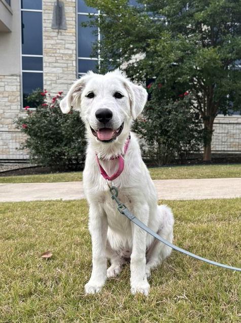 Lucy (Puppy), a Adopted Great Pyrenees in Austin, TX image 3/3