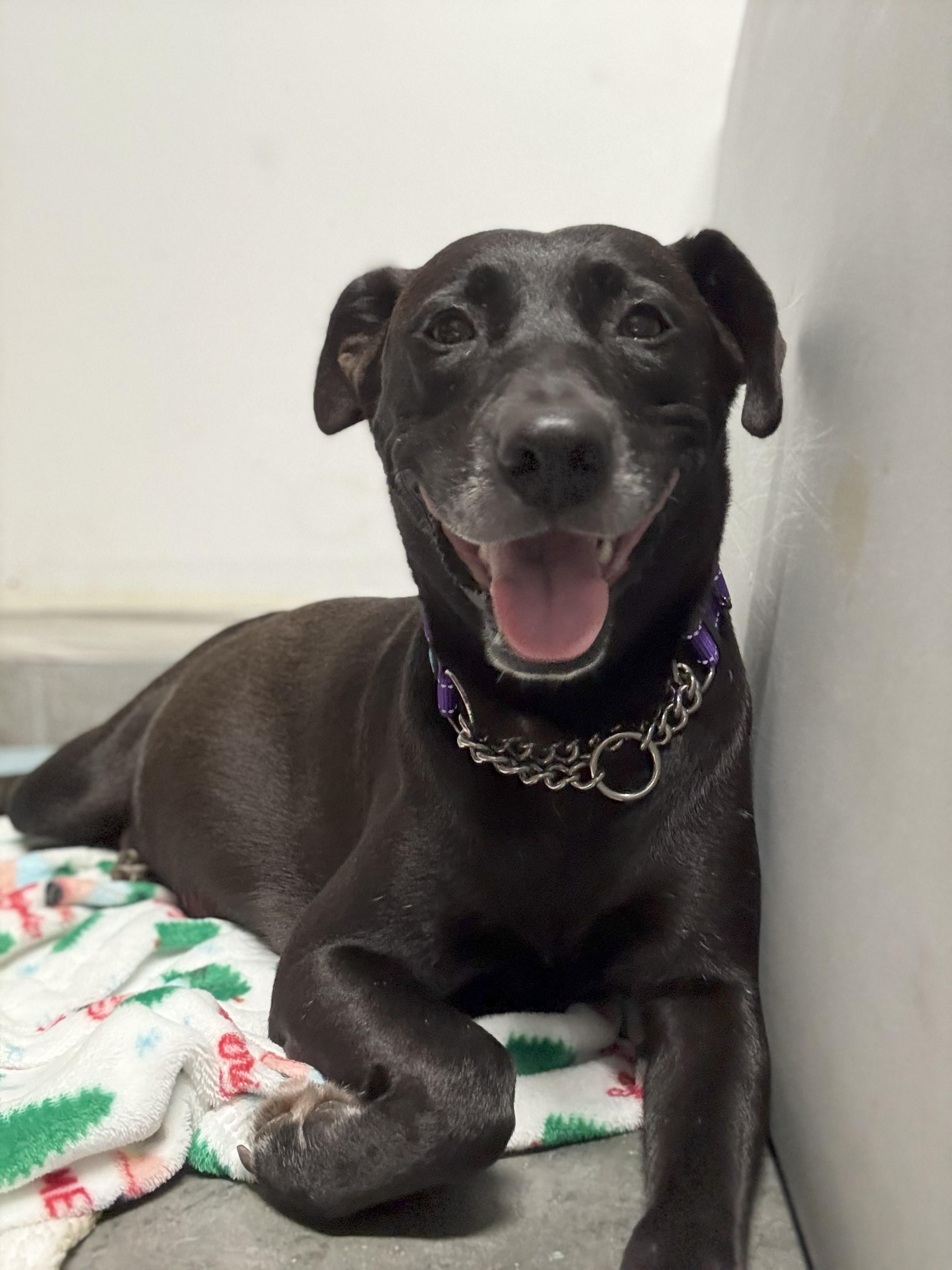 Enlarge Maple, a Adoptable mixed breed in Wilmington, NC image 1/1