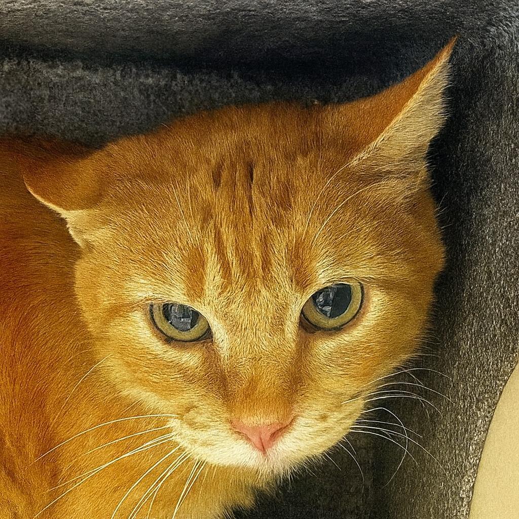 Tin, Adoptable, Young Male Domestic Short Hair.