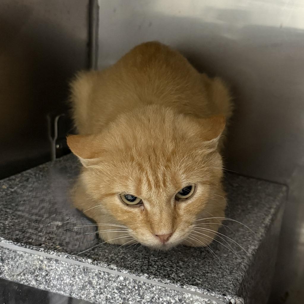 Enlarge Tin, a Adoptable mixed breed in Brenham, TX image 2/3