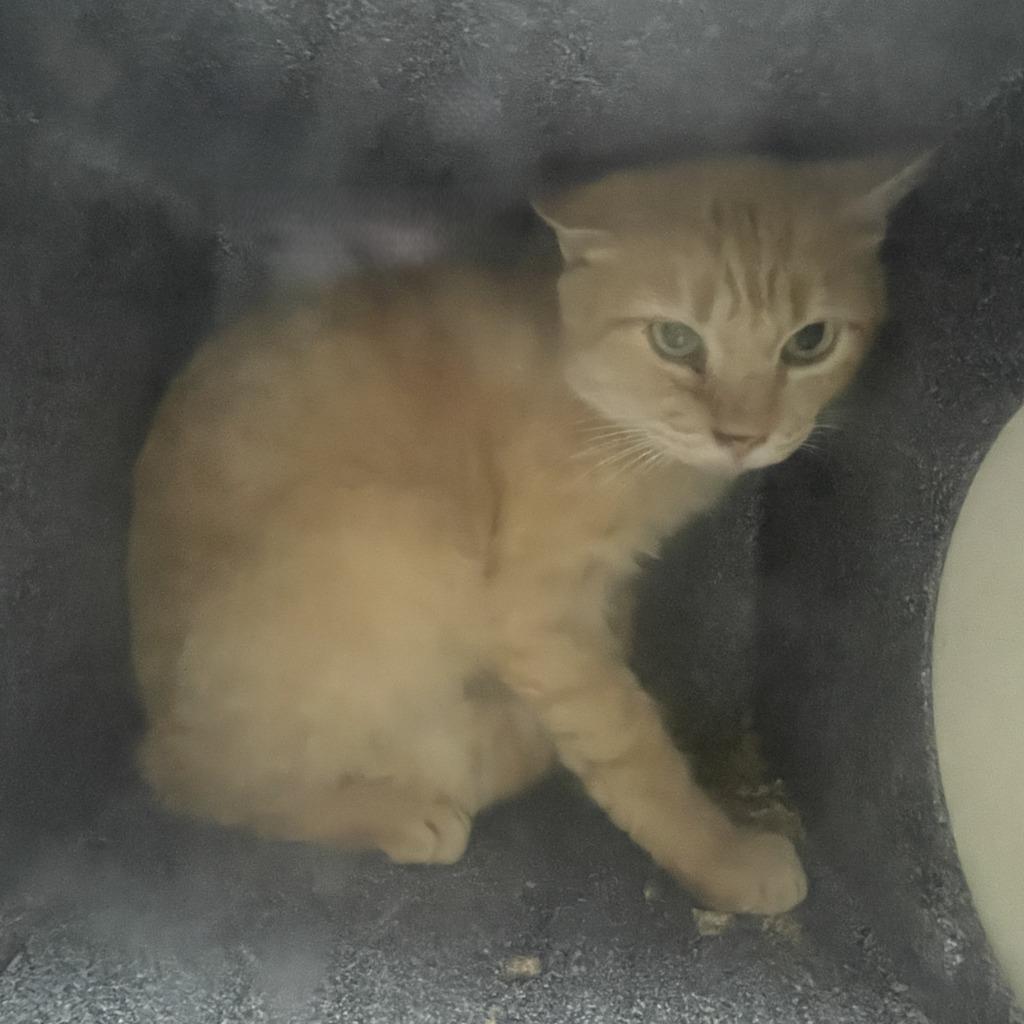 Enlarge Tin, a Adoptable mixed breed in Brenham, TX image 2/2